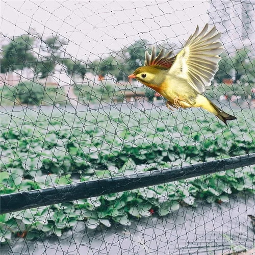 Bird net installation service